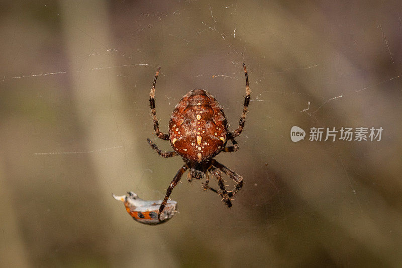 欧洲花园蜘蛛(Araneus diadematus)， epeire diadema。